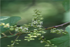 Embelia tsjeriam-cottam